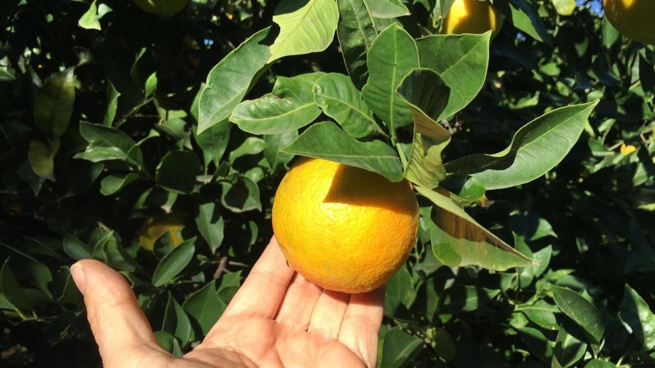Corbara  B & B Evergreen מראה חיצוני תמונה